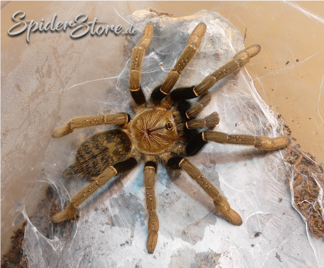 Encyocratella olivacea